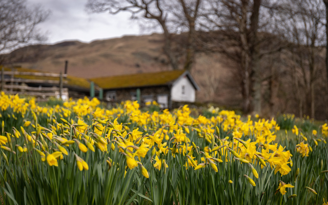 March daffodils